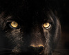 Les-30-panter